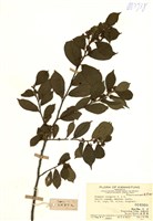 藏品(長葉鼠李)的圖片